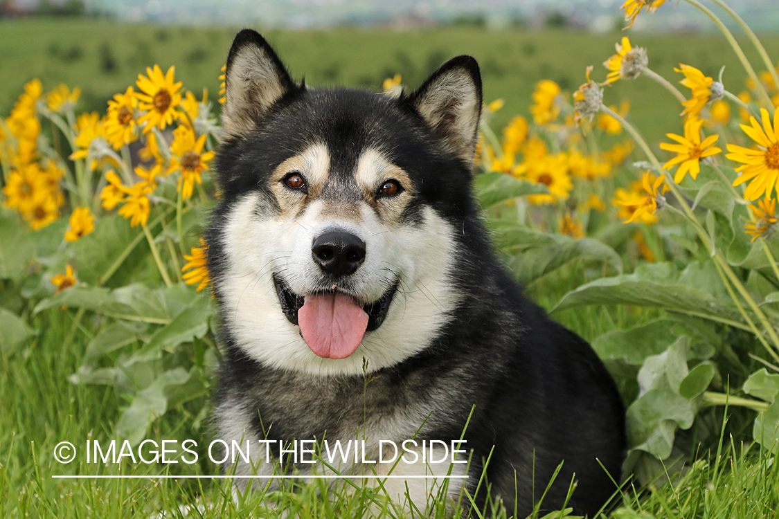 Alaskan Malamute by flowers.