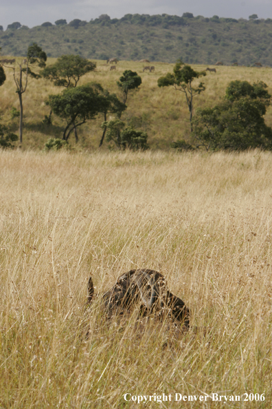 African Cape Buffalo lying in field