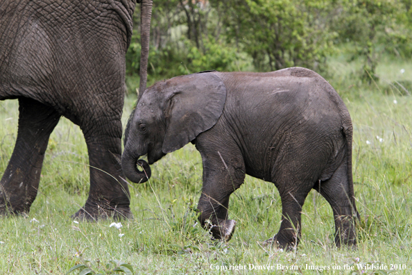 African Elephant (calf with cow)