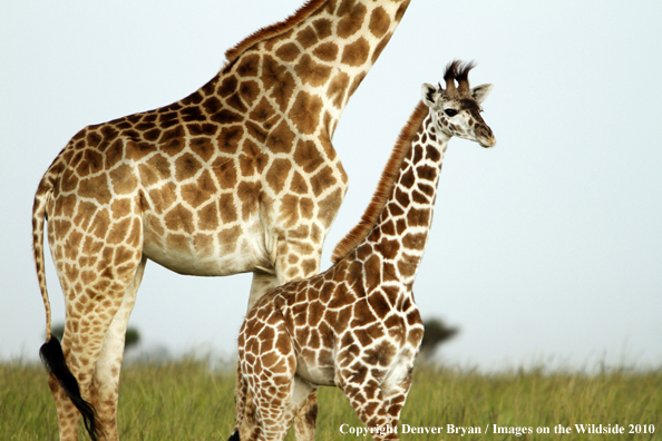 Masai Giraffe (adult with young)