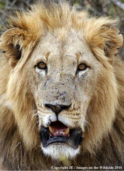 African Lion (male)