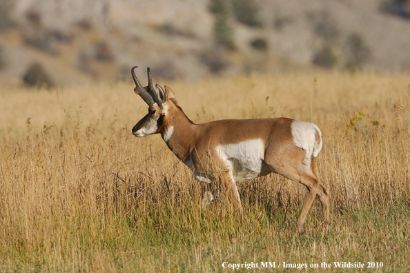 Pronghorn Antelope in habitat