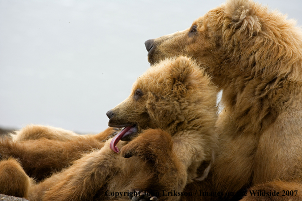 Brown Bear sow with cub