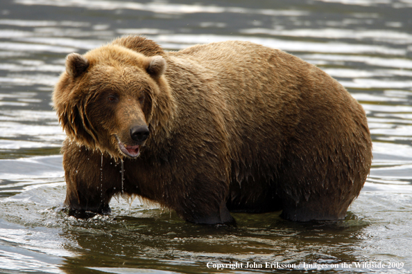 Brown Bear in habitat
