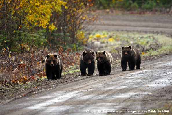 Brown/Grizzly Bear in habitat
