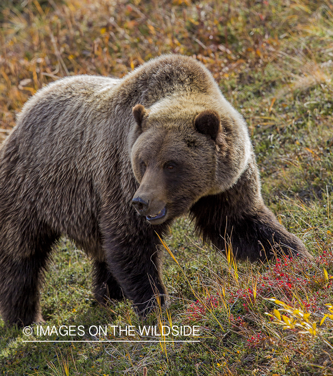 Grizzly bear in habitat.
