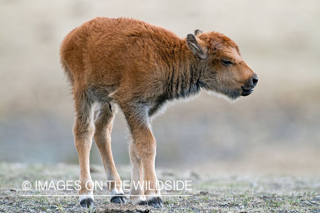 American Bison calf in habitat