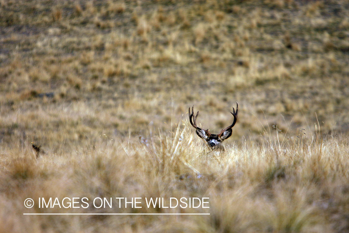 Mule deer 