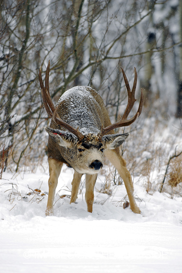 Mule deer 