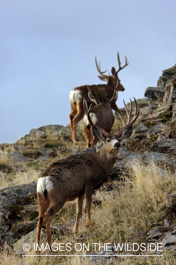 Mule Deer in Field