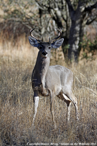 Coues white-tailed buck in field in Arizona. 