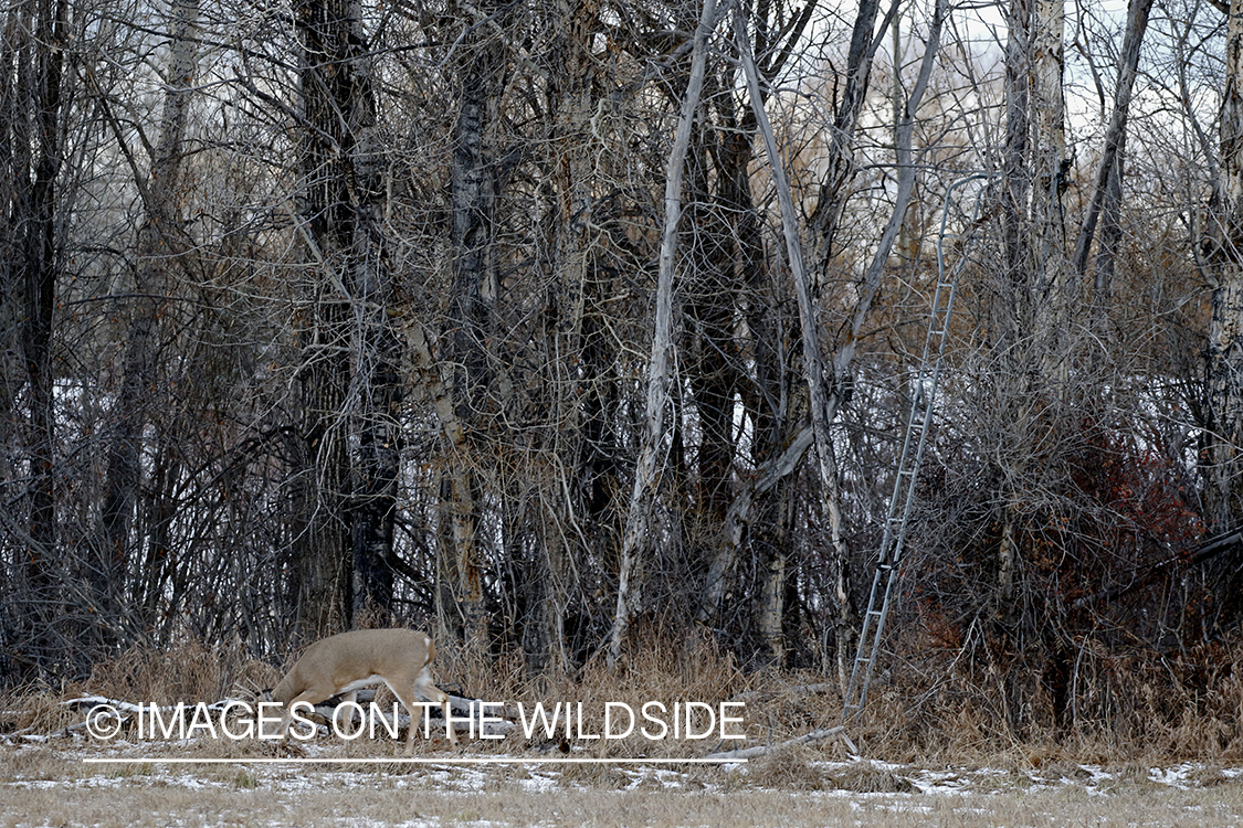 White-tailed buck under tree stand.