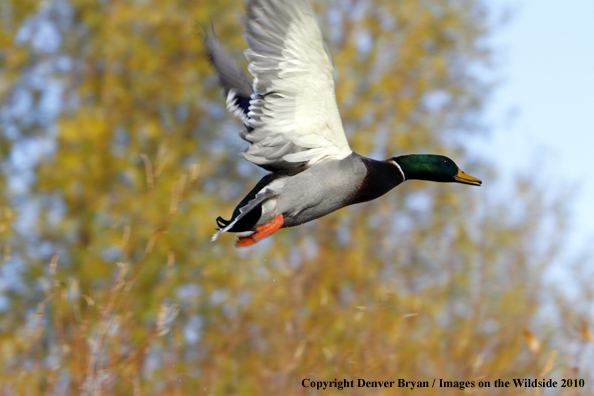 Mallard drake in flight
