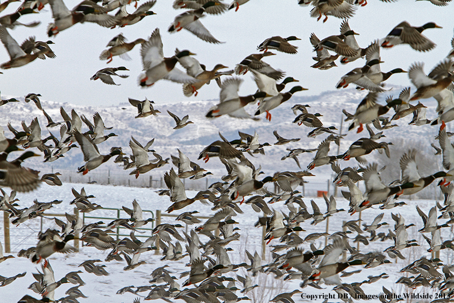 Mallards taking flight.