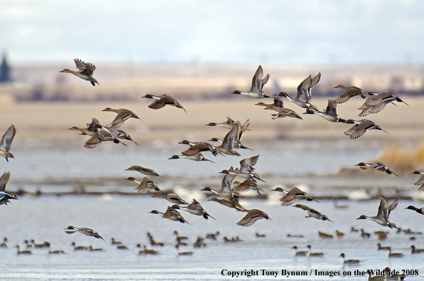 Pintails in habitat