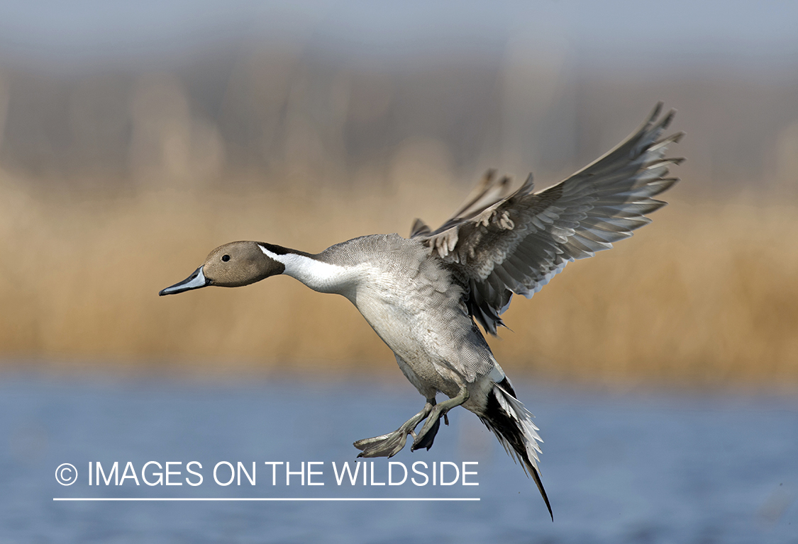 Pintail in flight.