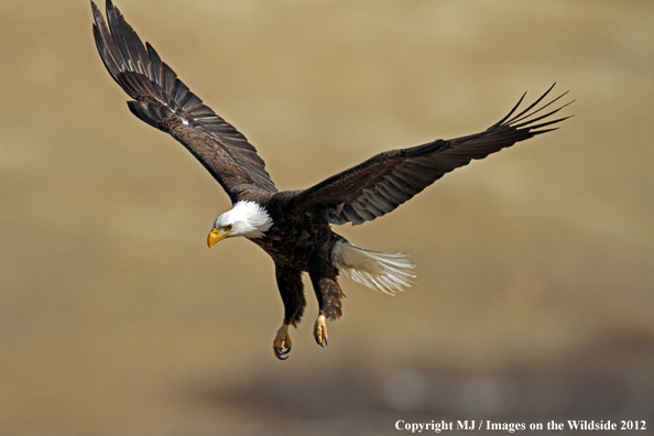 Bald eagle in flight.  