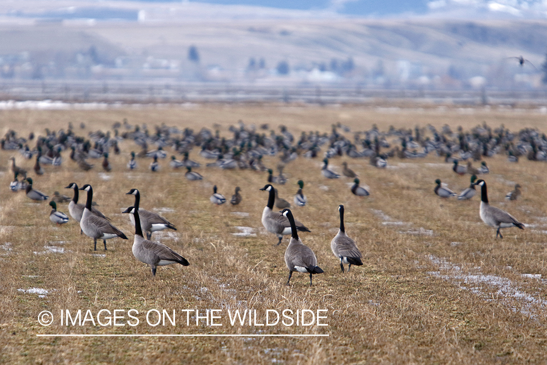 Flock of canadian geese. 