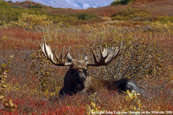 Alaskan Moose in Habitat
