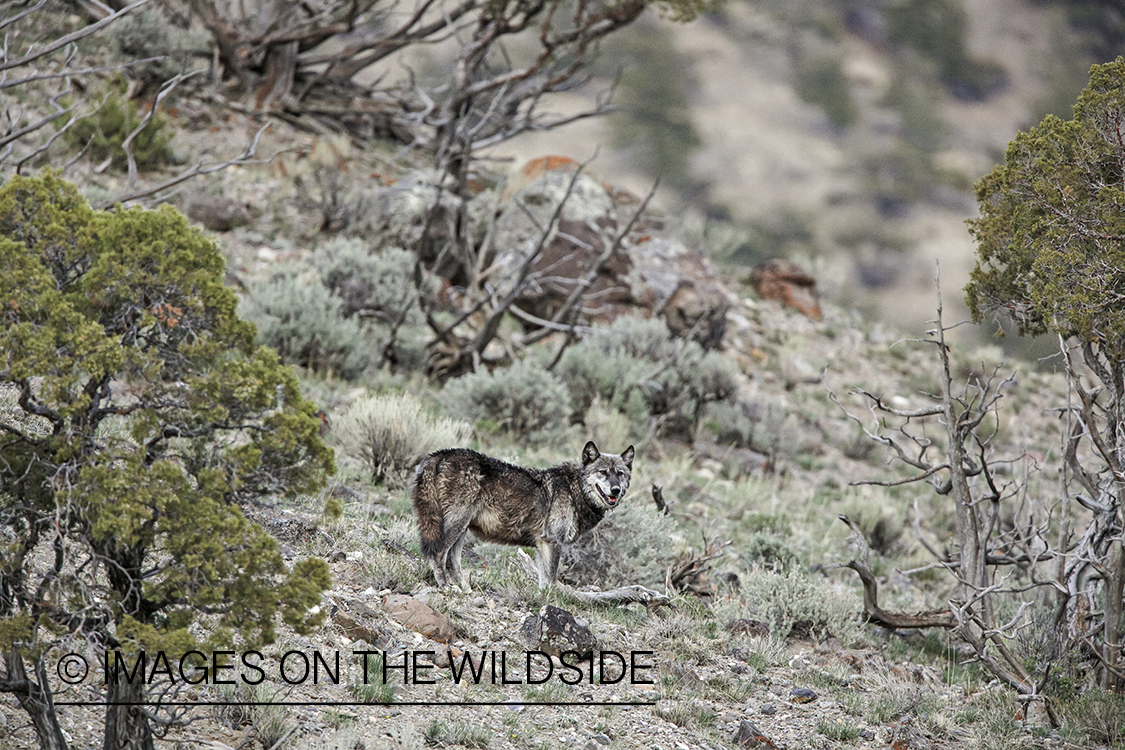 Wild free-ranging gray wolf in Yellowstone National Park.