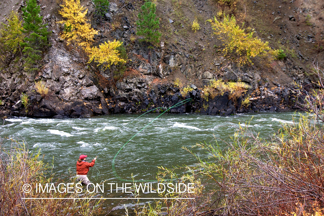 Steelhead flyfisherman casting on river in Canada. 