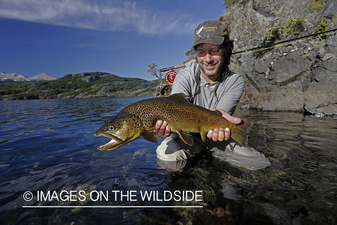 Flyfisherman releasing brown trout.