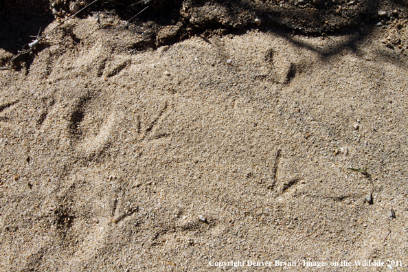 Upland game bird hunter stumbles upon quail tracks in sand while hunting desert quail in Arizona.