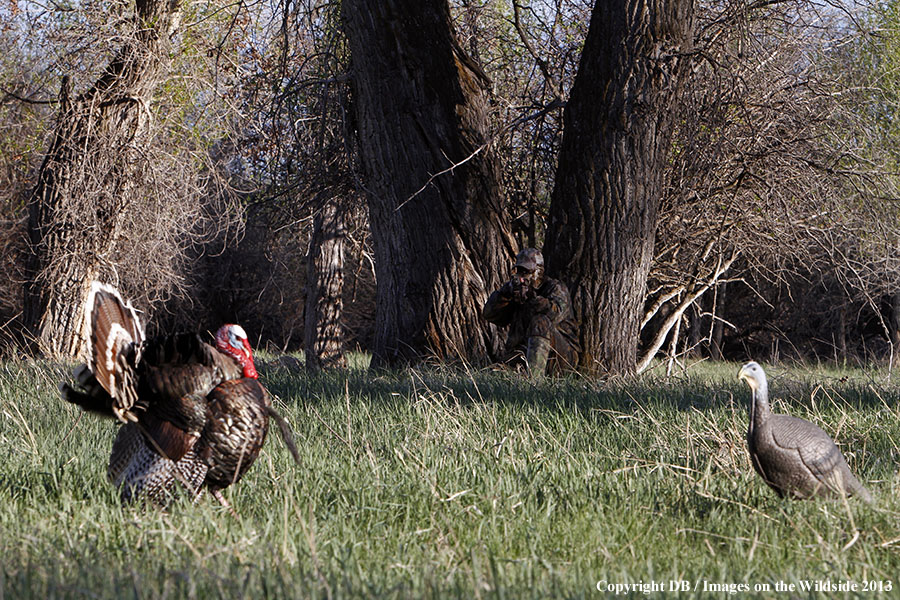 Turkey hunter shooting at gobbler with hen decoy.