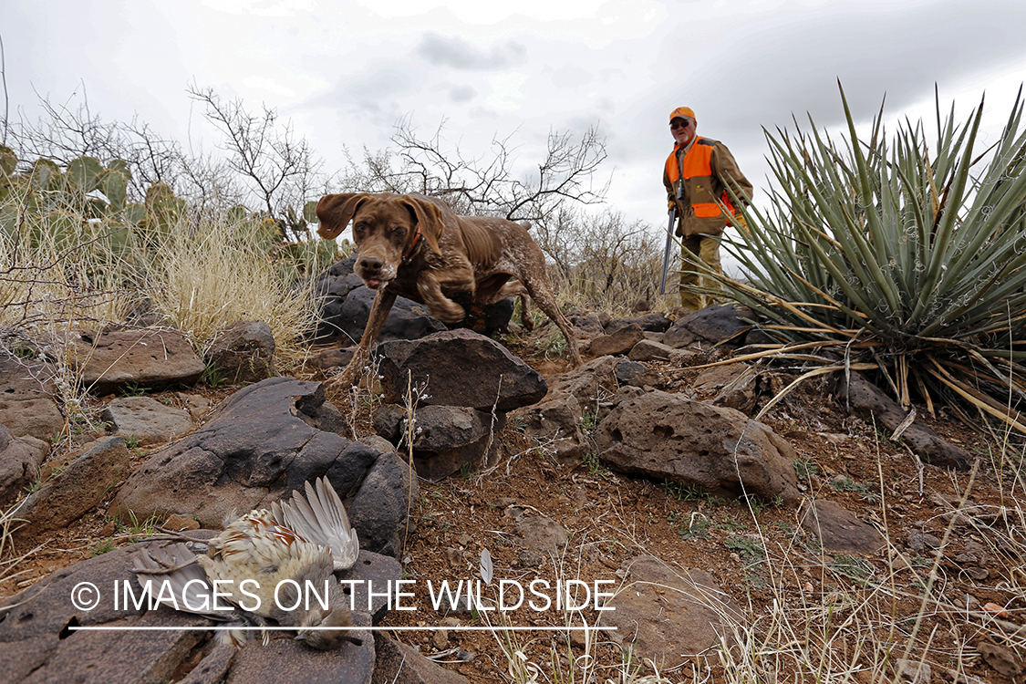 German shorthaired pointer retrieving downed Gambel's Quail.