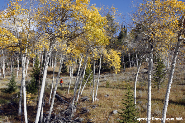 Rifle hunter scouting for big game