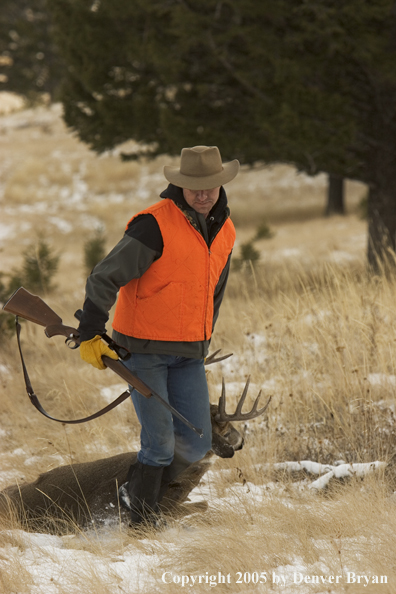 Deer hunter dragging bagged white-tailed buck.