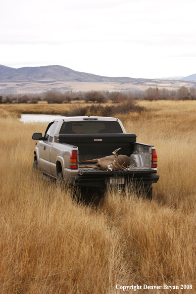 Hunter with Whitetail Deer
