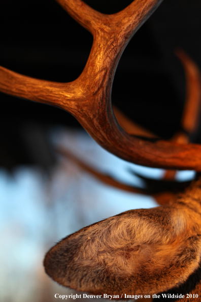 White-tailed buck killed by hunter.