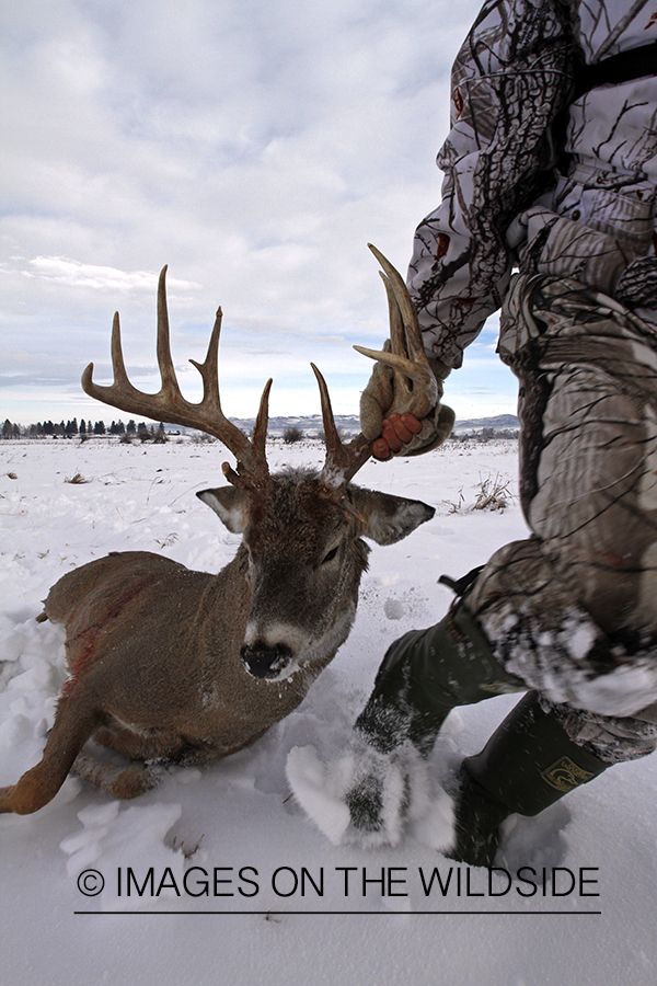 Hunter dragging bagged white-tailed deer.