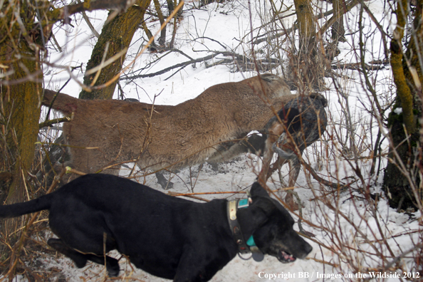 Mountain lion attacking hunting dog. 