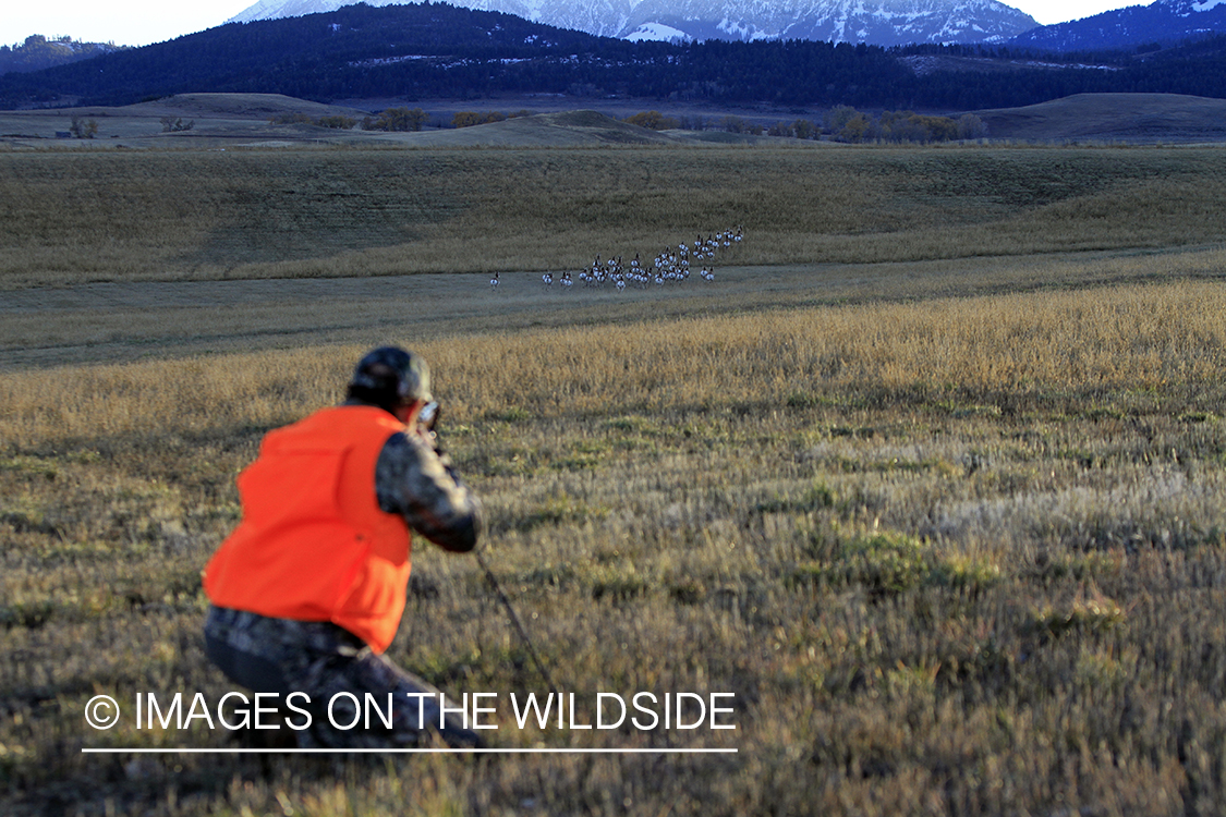 Pronghorn Antelope hunter shooting fleeing antelope in field.
