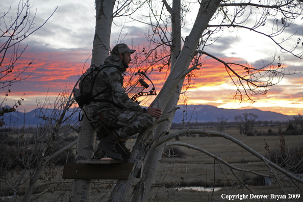Bowhunter sitting in tree stand.