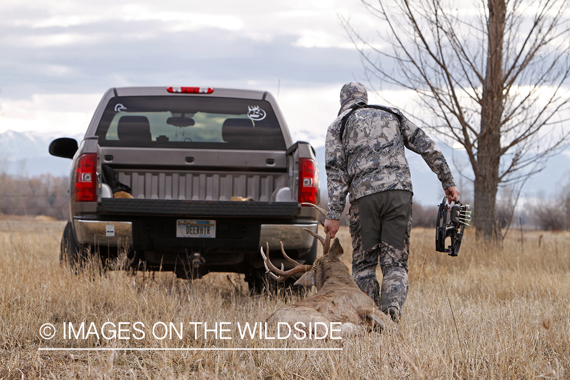 Bowhunter dragging downed white-tailed buck.