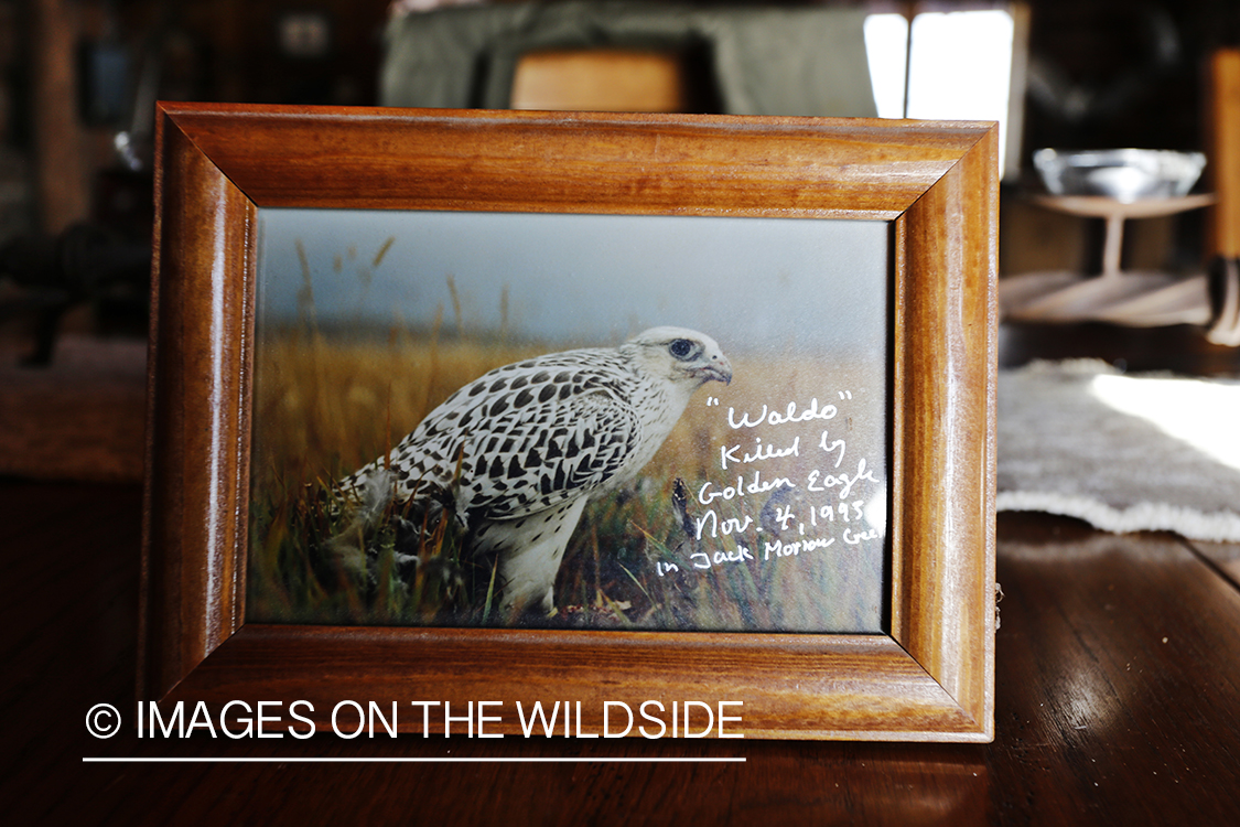 Decor in falconer's cabin.