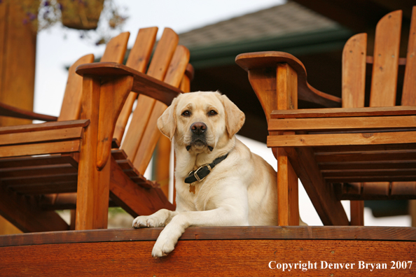 Yellow Labrador Retriever