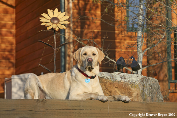 Yellow Labrador Retriever in yard