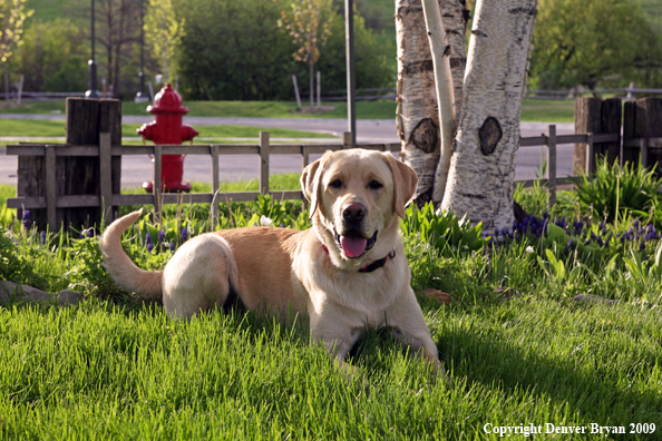 Yellow Labrador Retriever by flowers