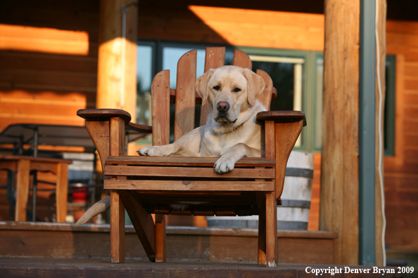 Yellow Labrador Retriever in chair