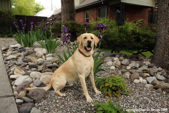 Yellow Labrador Retriever by flowers