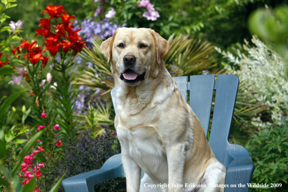 Yellow Labrador Retriever in chair by flowers