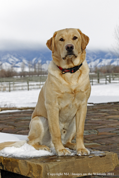 Yellow Labrador Retriever 