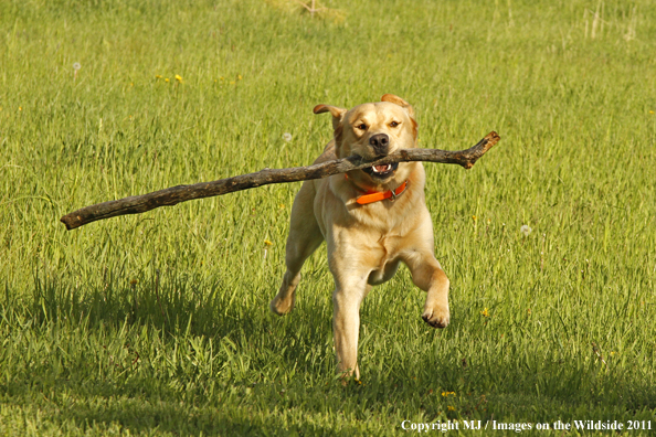 Yellow Labrador Retriever fetching stick.