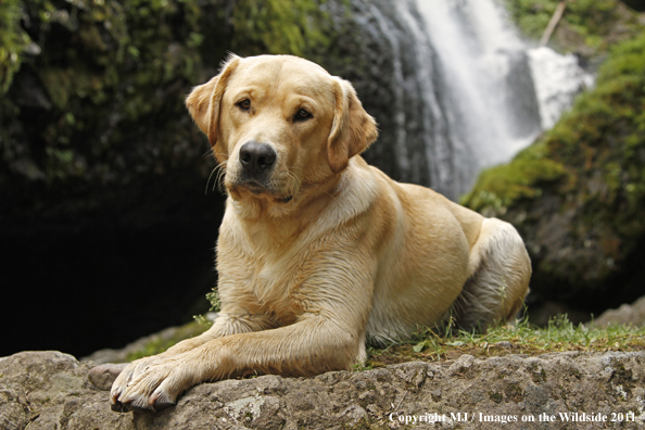 Yellow Labrador Retriever.