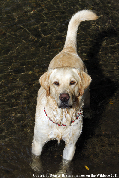 Yellow Labrador Retriever in water. 