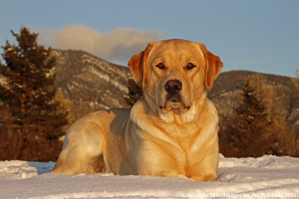 Yellow Labrador Retriever in snow.